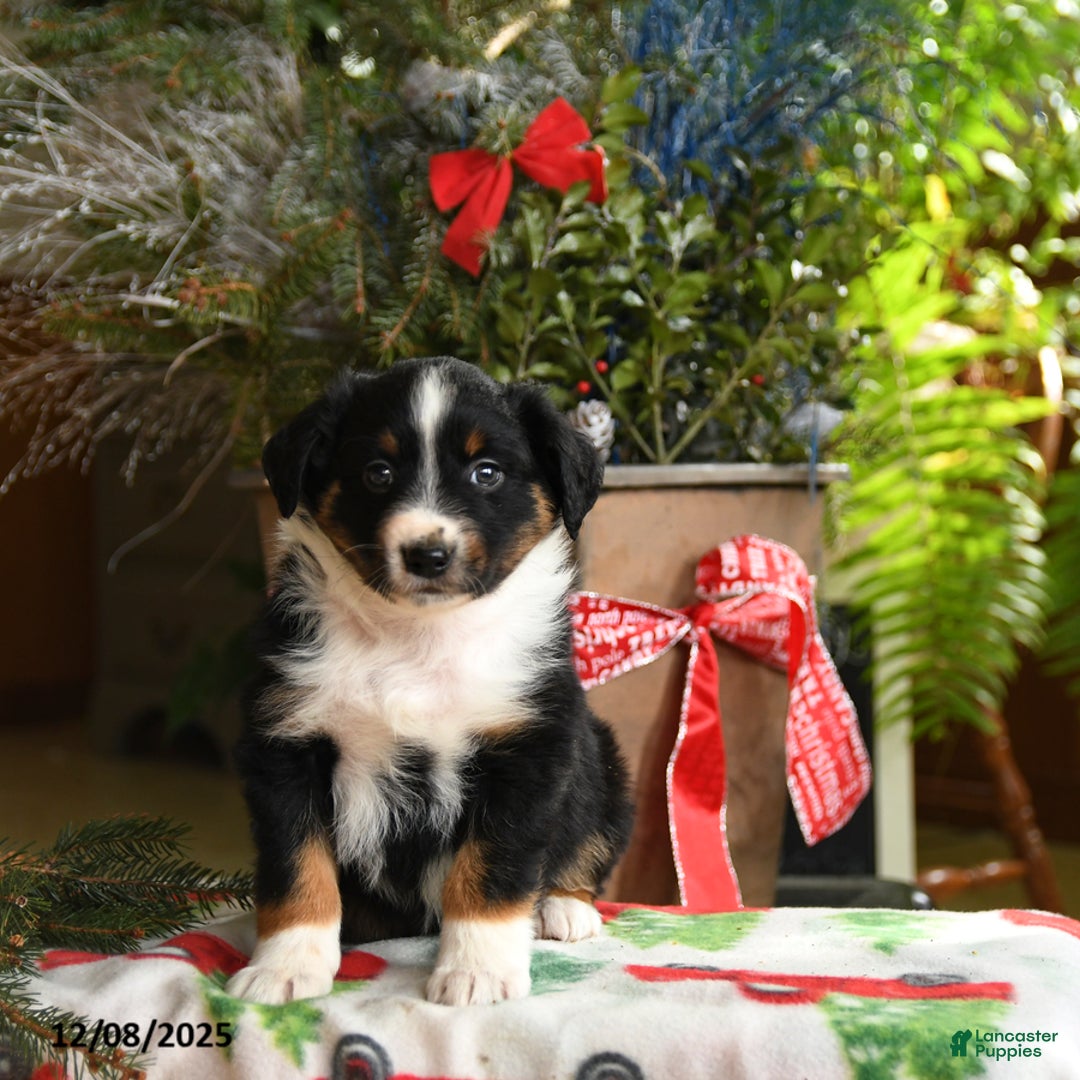 Australian Shepherd dogs for sale: Alex - Ad 4