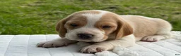 Beagle dogs for sale: Auggie - Ad 9