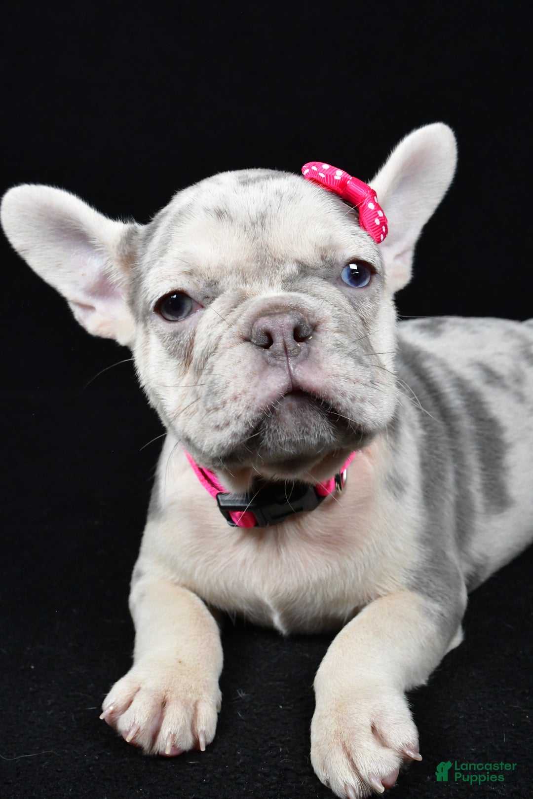 French Bulldog dogs for sale: Bella  - Ad 4