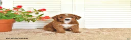 Mini Goldendoodle dogs for sale: Dylan - Ad 4