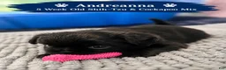 Mixed Breed dogs for sale: Andreanna Female Black - Ad 1