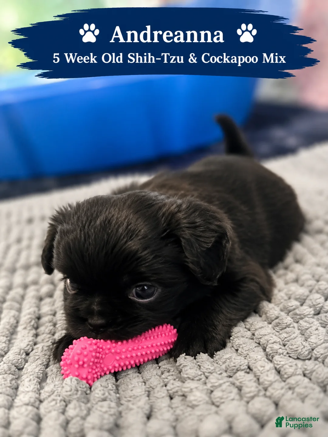 Mixed Breed dogs for sale: Andreanna Female Black - Ad 1