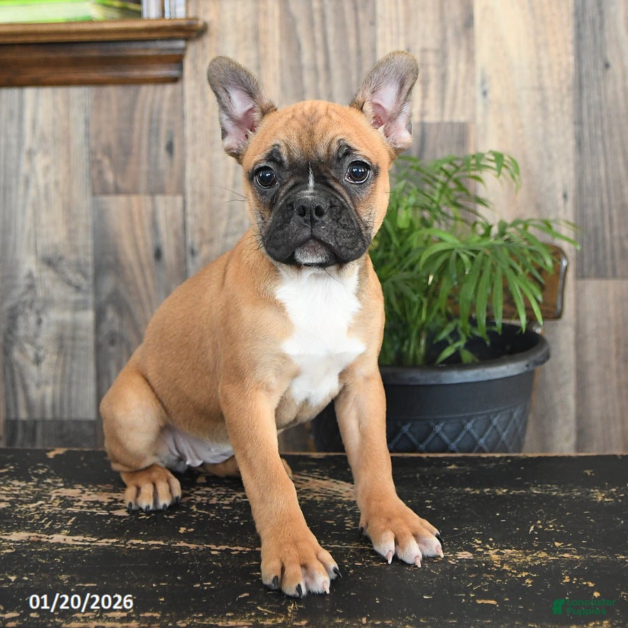 Frenchton dogs Holiday - Ad 29