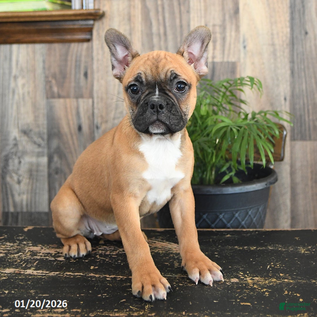 Frenchton dogs for sale: Holiday - Ad 1