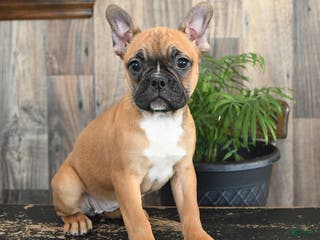 Frenchton dogs Holiday - Ad 11