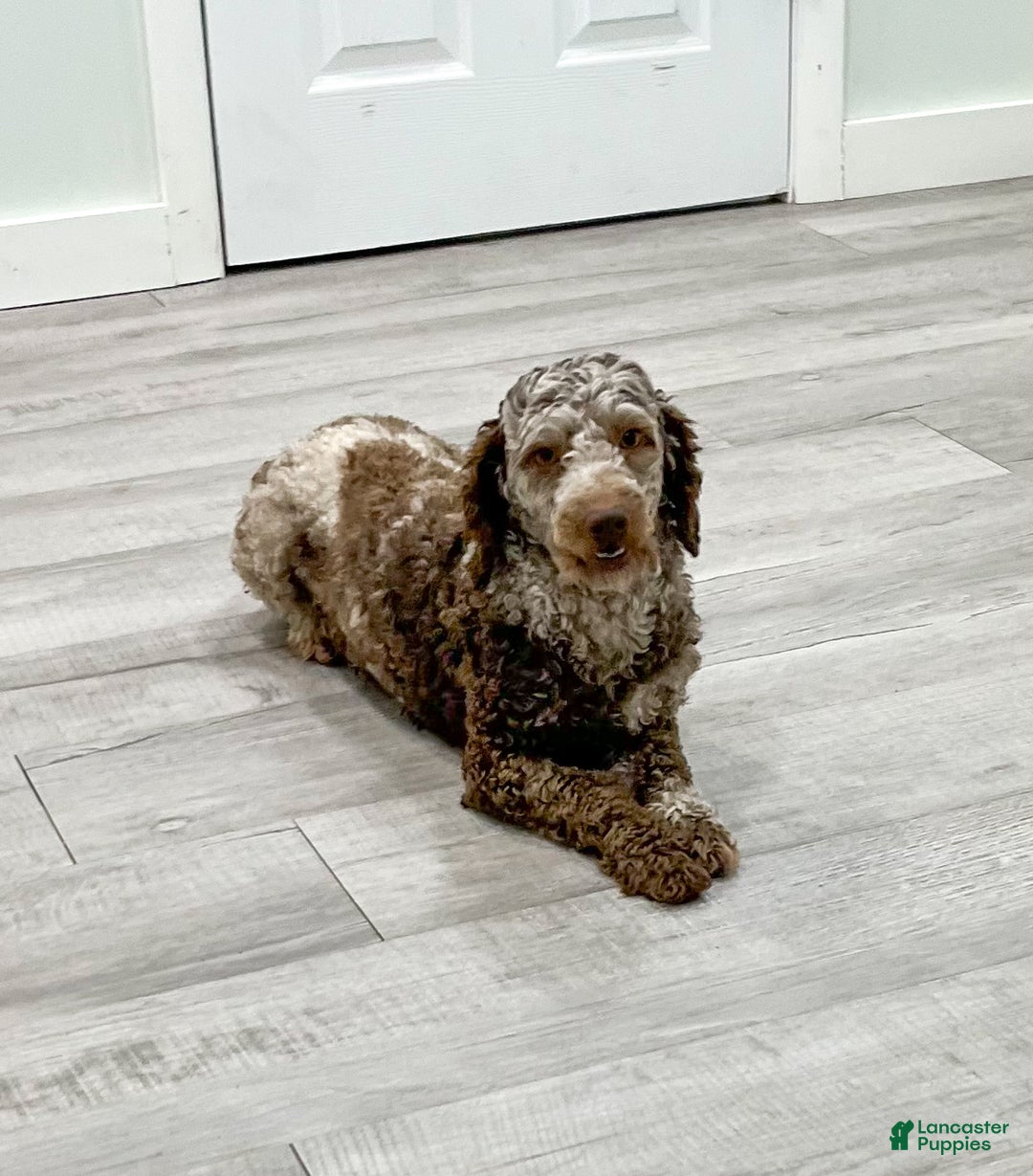 Miniature Poodle dogs for sale: Marla - Ad 6