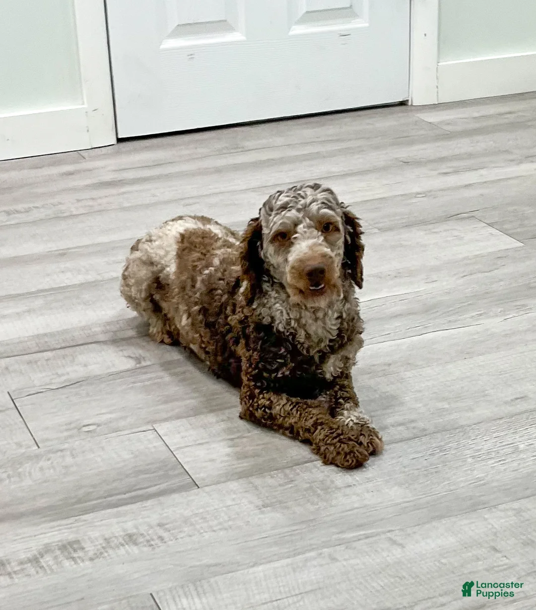 Miniature Poodle dogs for sale: Marla - Ad 6