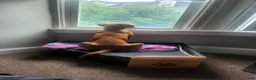 Mixed Breed dogs for sale: Mixed Breed Puppy 1 - Ad 3