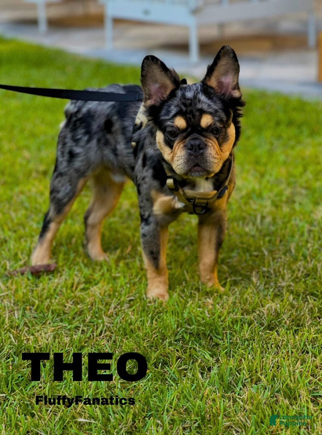 French Bulldog dogs for sale: Adira - Ad 10