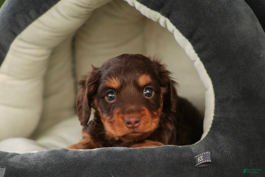 Miniature Dachshund dogs Barnaby Miniature Dachshund  - Ad 1