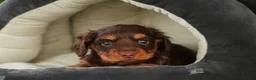 Miniature Dachshund dogs for sale: Barnaby Miniature Dachshund  - Ad 1