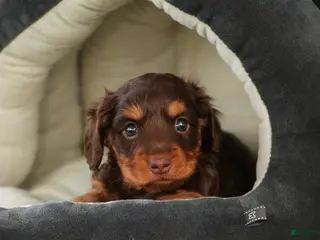 Miniature Dachshund dogs Barnaby Miniature Dachshund - Ad 1