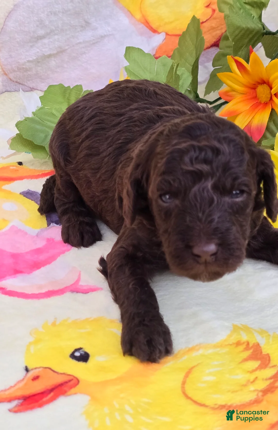 Mini Goldendoodle dogs for sale: Bean - Ad 1