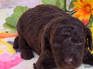 Mini Goldendoodle dogs Bean - Ad 21