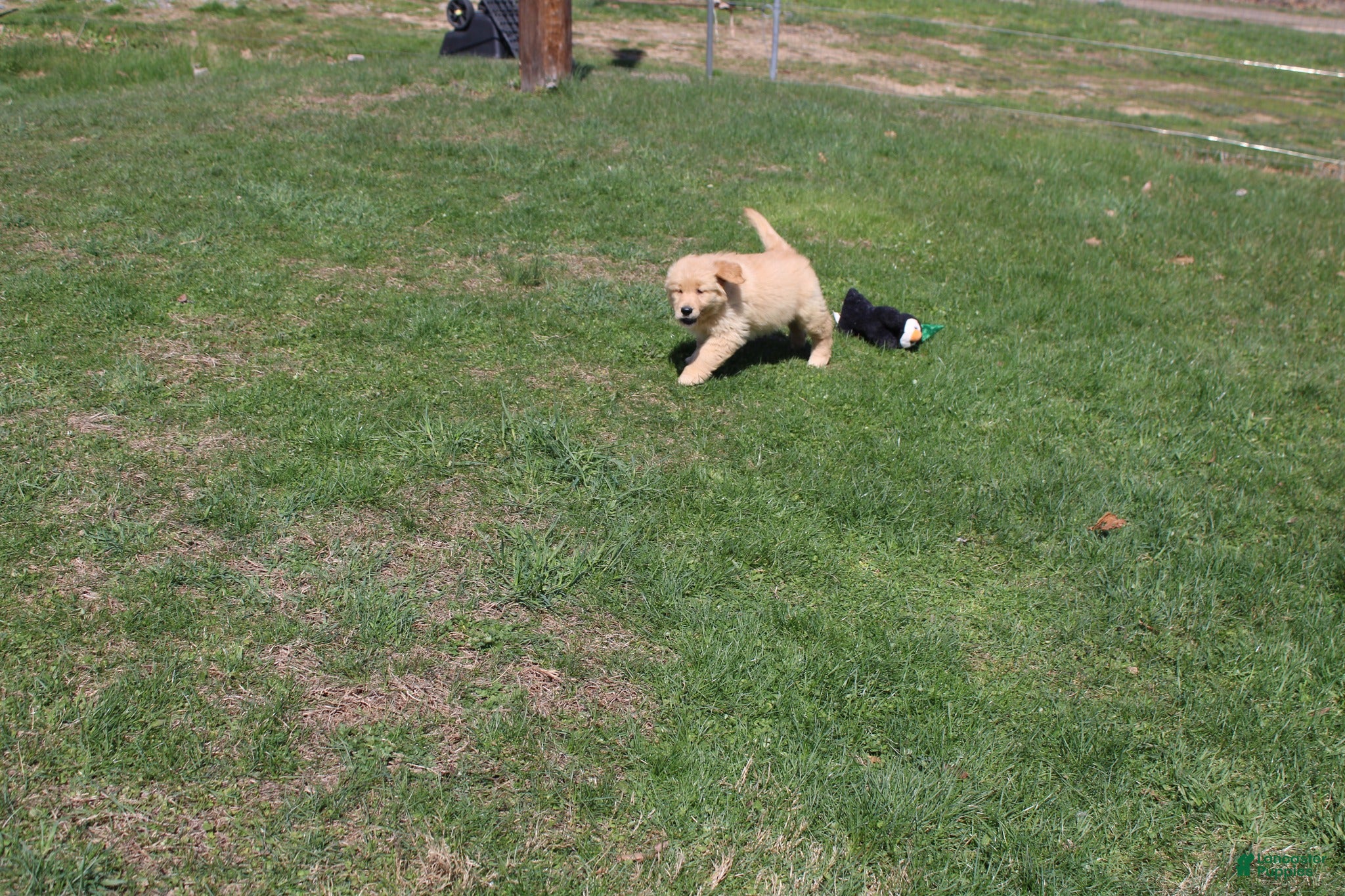 Golden Retriever dogs Quart - Ad 30