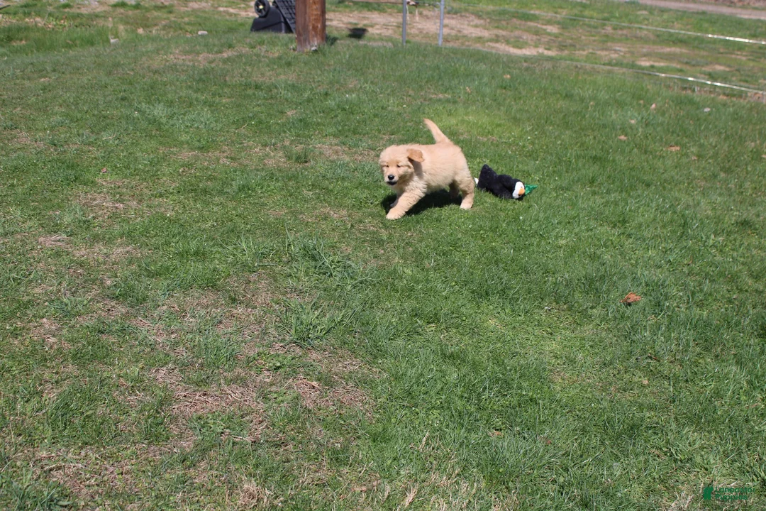 Golden Retriever dogs for sale: Quart - Ad 1