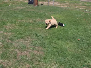 Golden Retriever dogs Quart - Ad 30