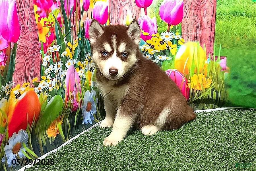 Siberian Husky dogs Sadie - Ad 1