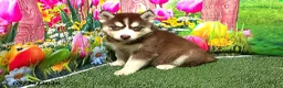 Siberian Husky dogs for sale: Sadie - Ad 1