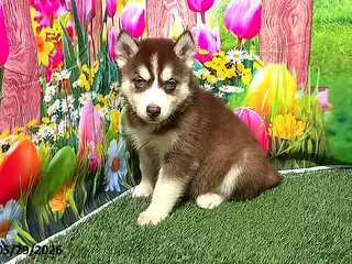 Siberian Husky dogs for sale: Sadie - Ad 3