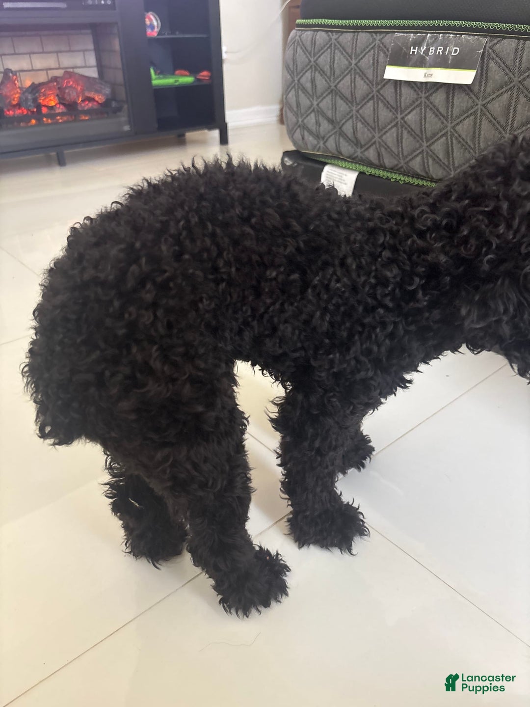 Miniature Poodle dogs for sale: Panchito - Ad 2
