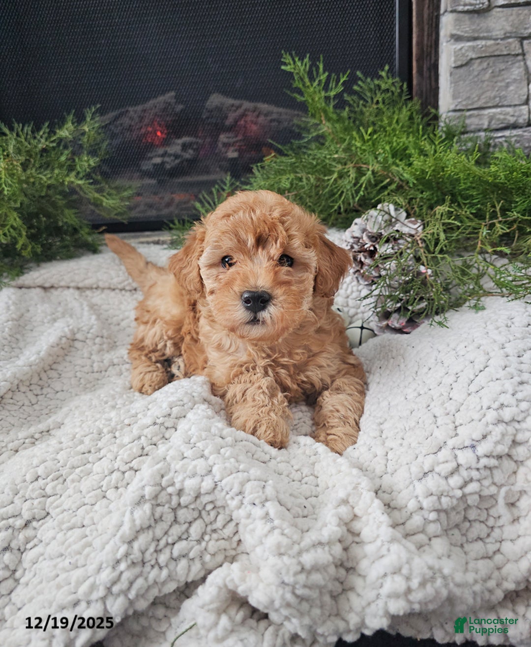 Mini Goldendoodle dogs for sale: Bridget - Ad 3