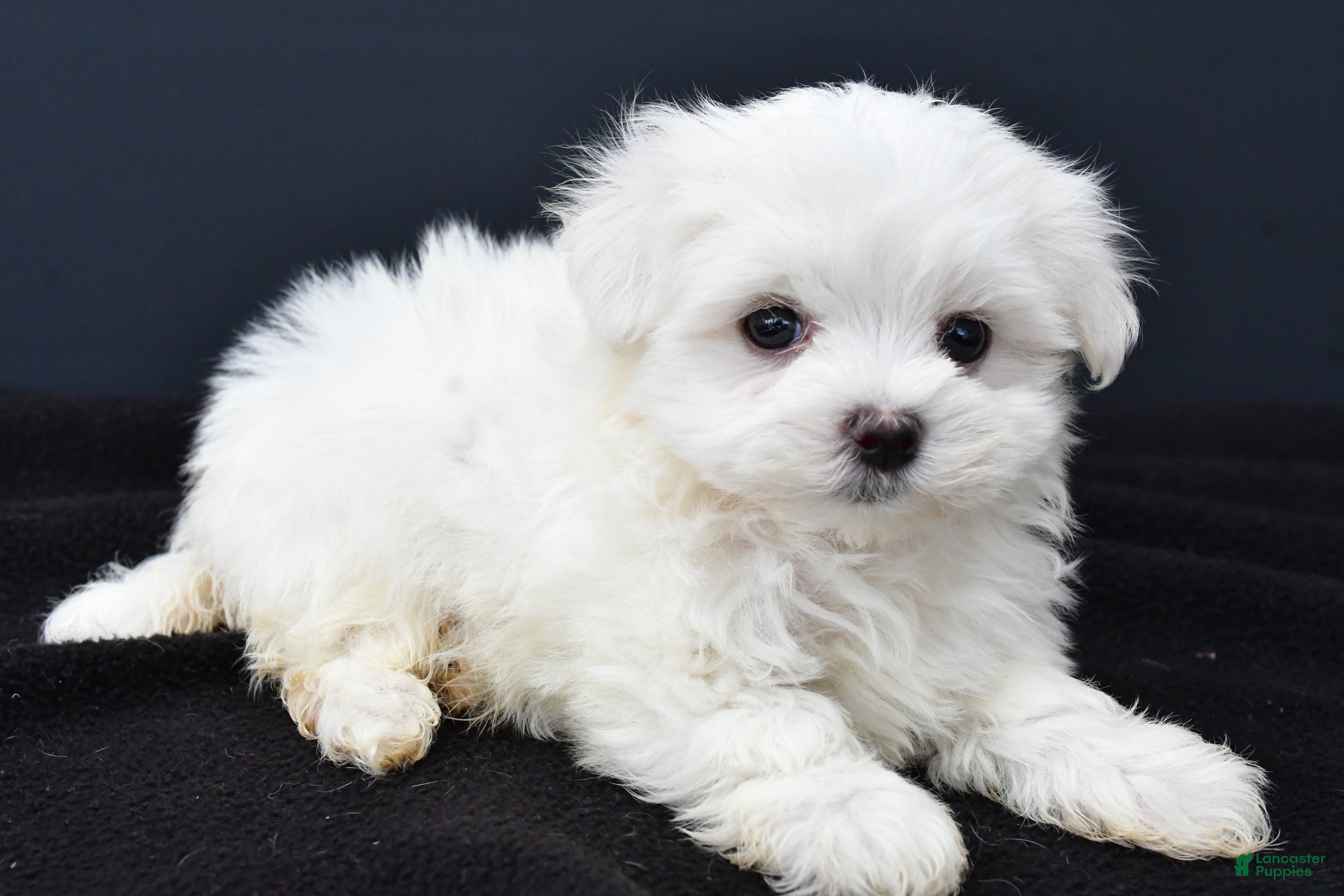 Maltese dogs Gary - Ad 38