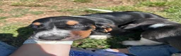 Basset Hound dogs for sale: Teddy - Ad 2