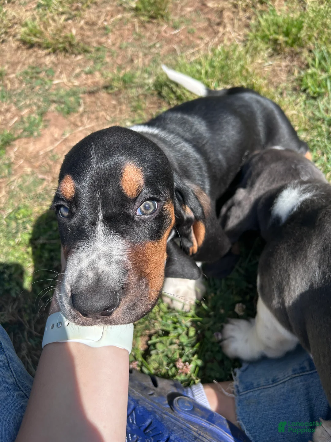Basset Hound dogs for sale: Teddy - Ad 2