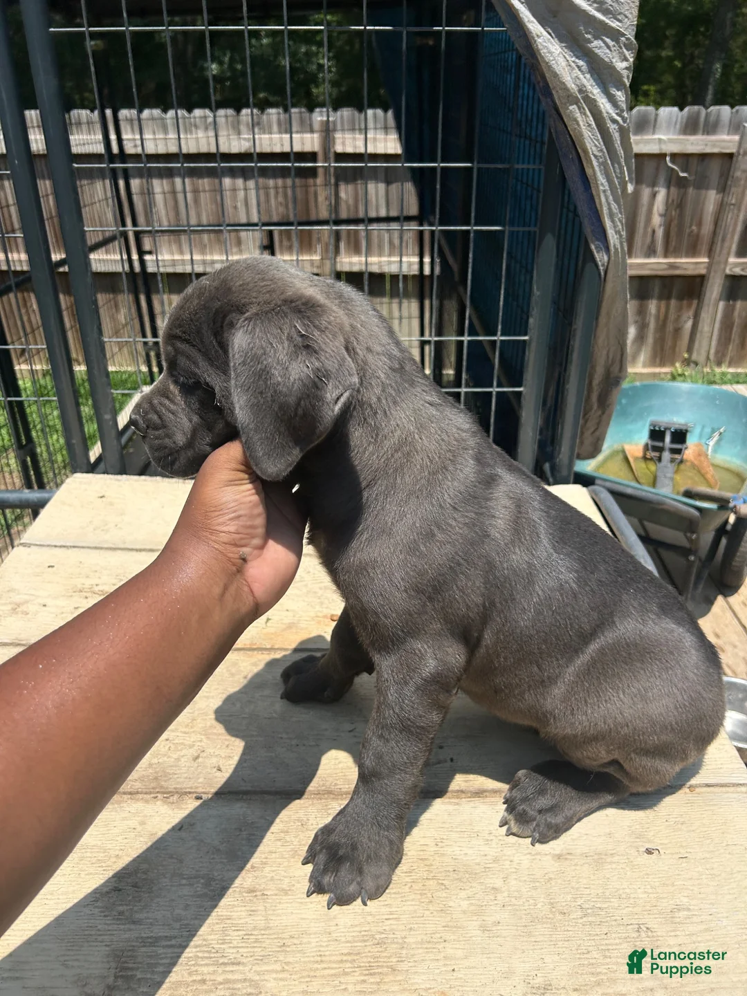 Cane Corso dogs for sale: Cane Corso 2 - Ad 2