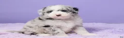Mini Sheepadoodle dogs for sale: Sammie - Ad 3