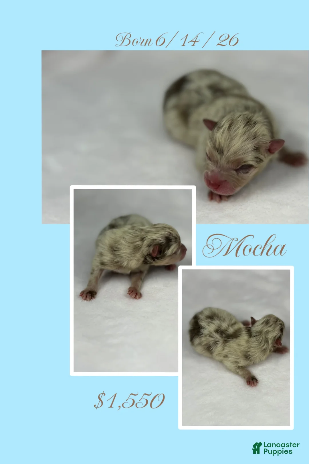 Pomeranian dogs for sale: Mocha - Ad 1