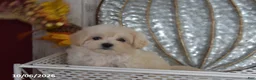 Maltipoo dogs for sale: Raelyn - Ad 4