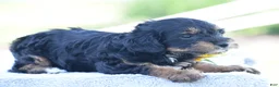 Yorkiepoo dogs for sale: Adora - Ad 5