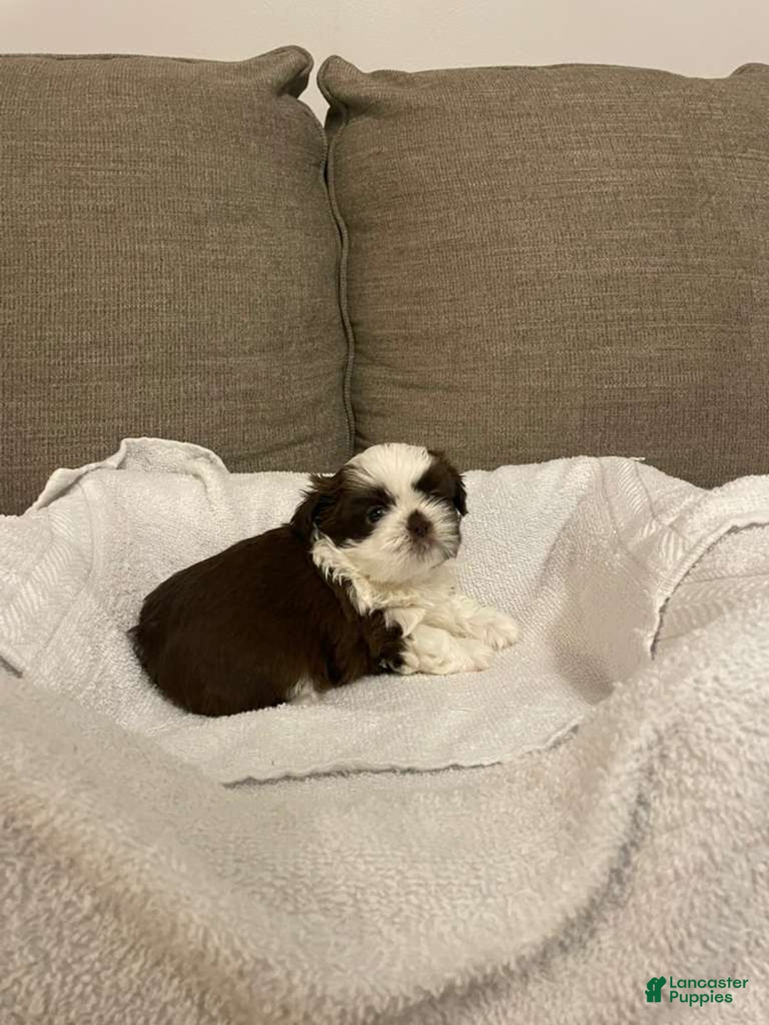 Shih Tzu dogs for sale: Aspen - Ad 1