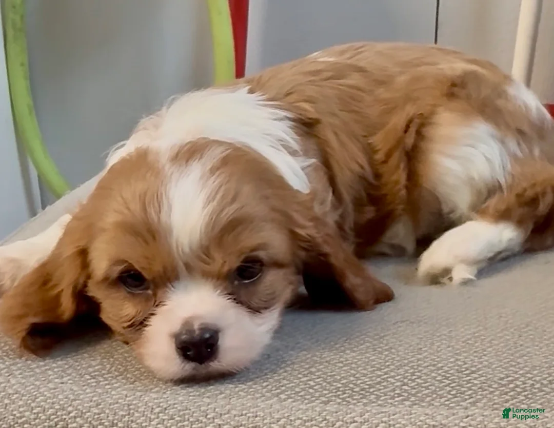 Cavalier King Charles Spaniel dogs for sale: Abel - Ad 3