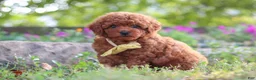 Miniature Poodle dogs for sale: Jance - Ad 5
