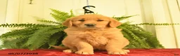 Golden Retriever dogs for sale: Wren  - Ad 1