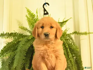 Golden Retriever dogs for sale: Wren - Ad 4