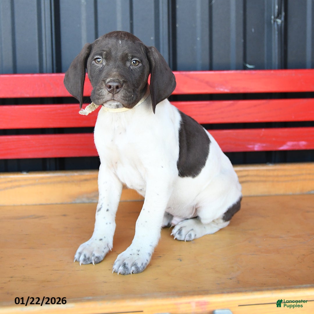 German Shorthaired Pointer dogs for sale: Bobby - Ad 1