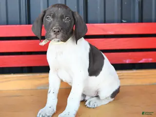 German Shorthaired Pointer dogs Bobby - Ad 30