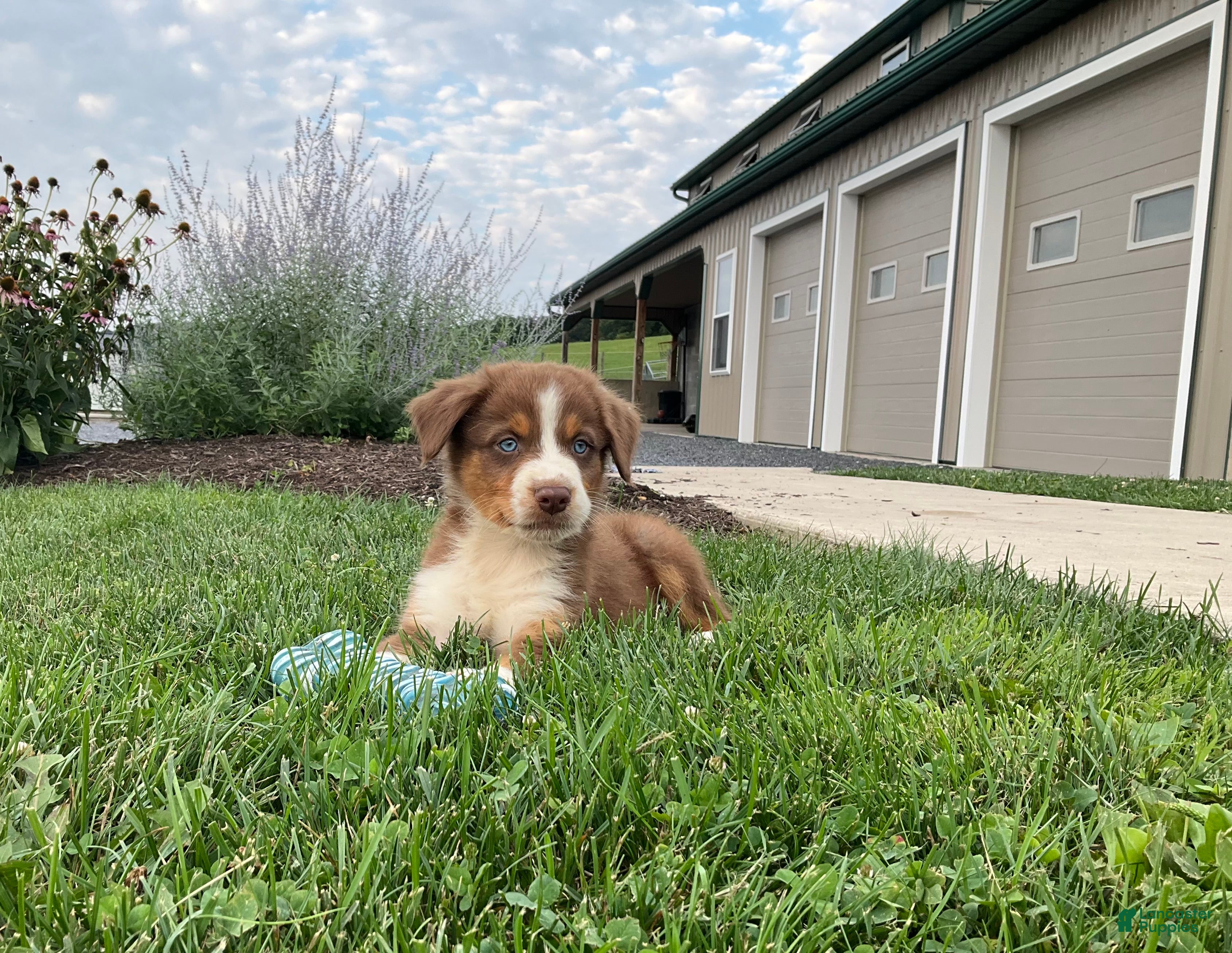 Australian Shepherd dogs Tyler - Ad 1