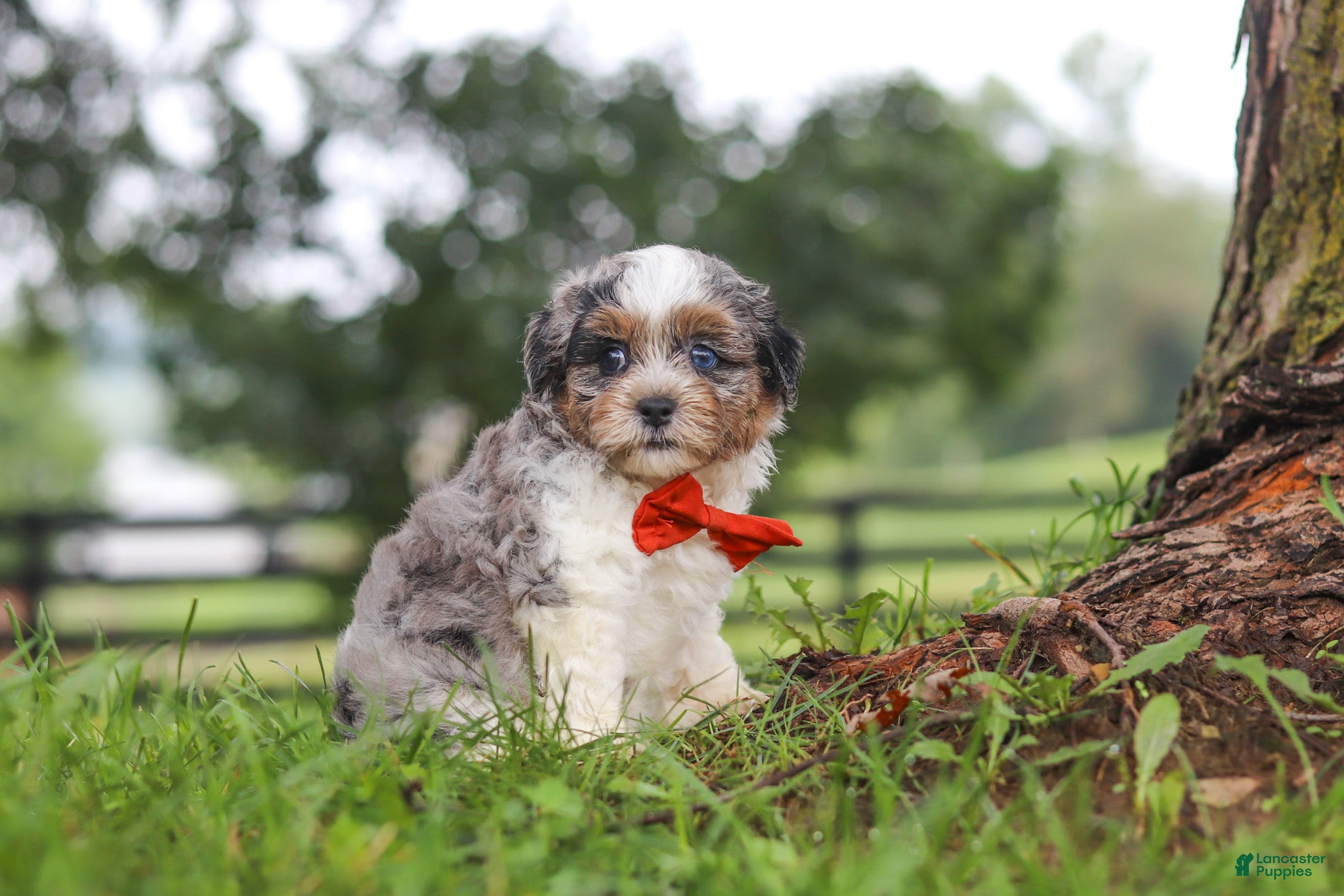 Shihpoo dogs Scout - Ad 2