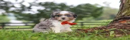 Shihpoo dogs for sale: Scout - Ad 2