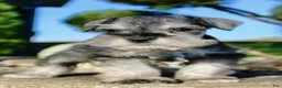 Miniature Schnauzer dogs for sale: Echo Male AKC Mini Schnauzer - Ad 13
