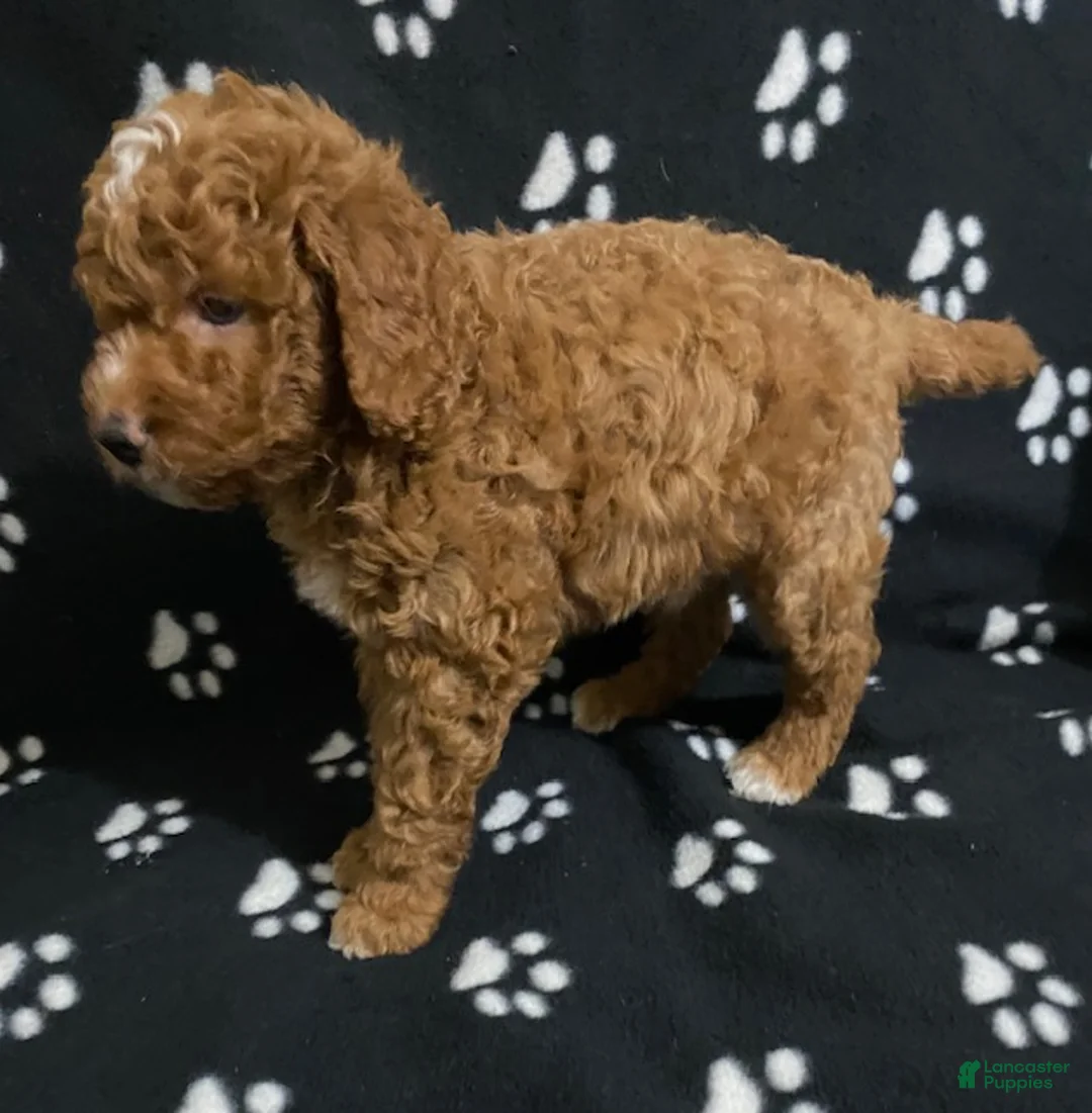 Miniature Poodle dogs for sale: Benji- Medium size - Ad 3