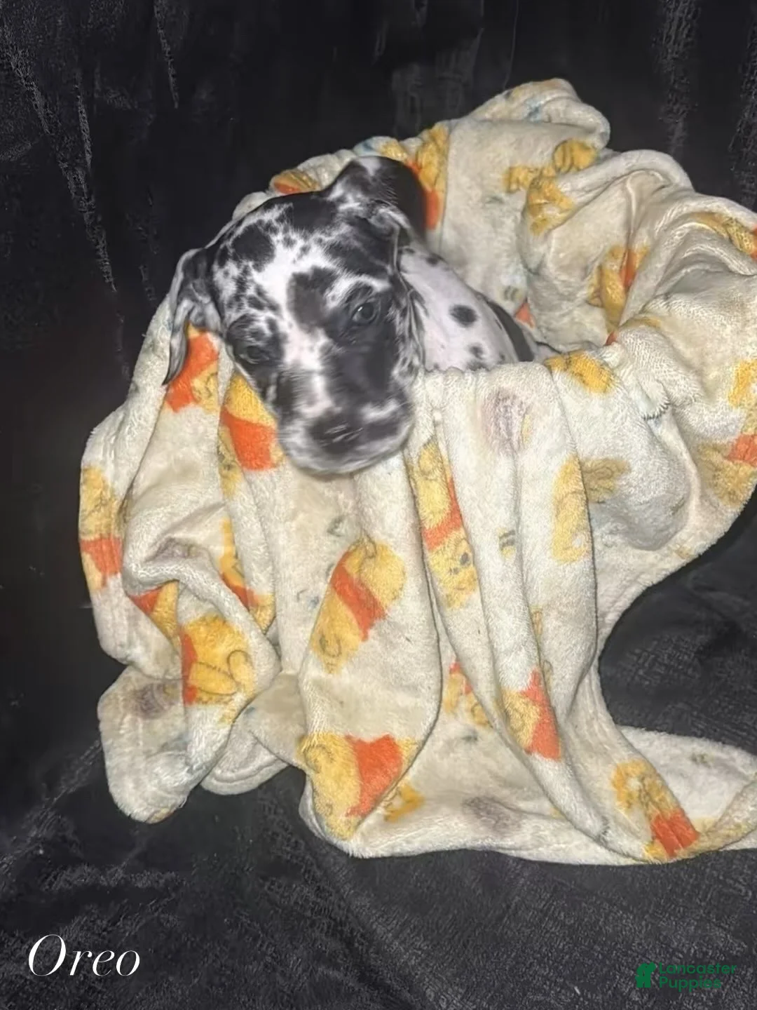 Daniff dogs for sale: Oreo - Ad 4