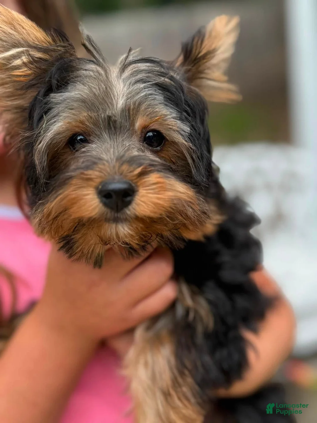 Yorkshire Terrier dogs for sale: Yorkshire Terrier 1 - Ad 2