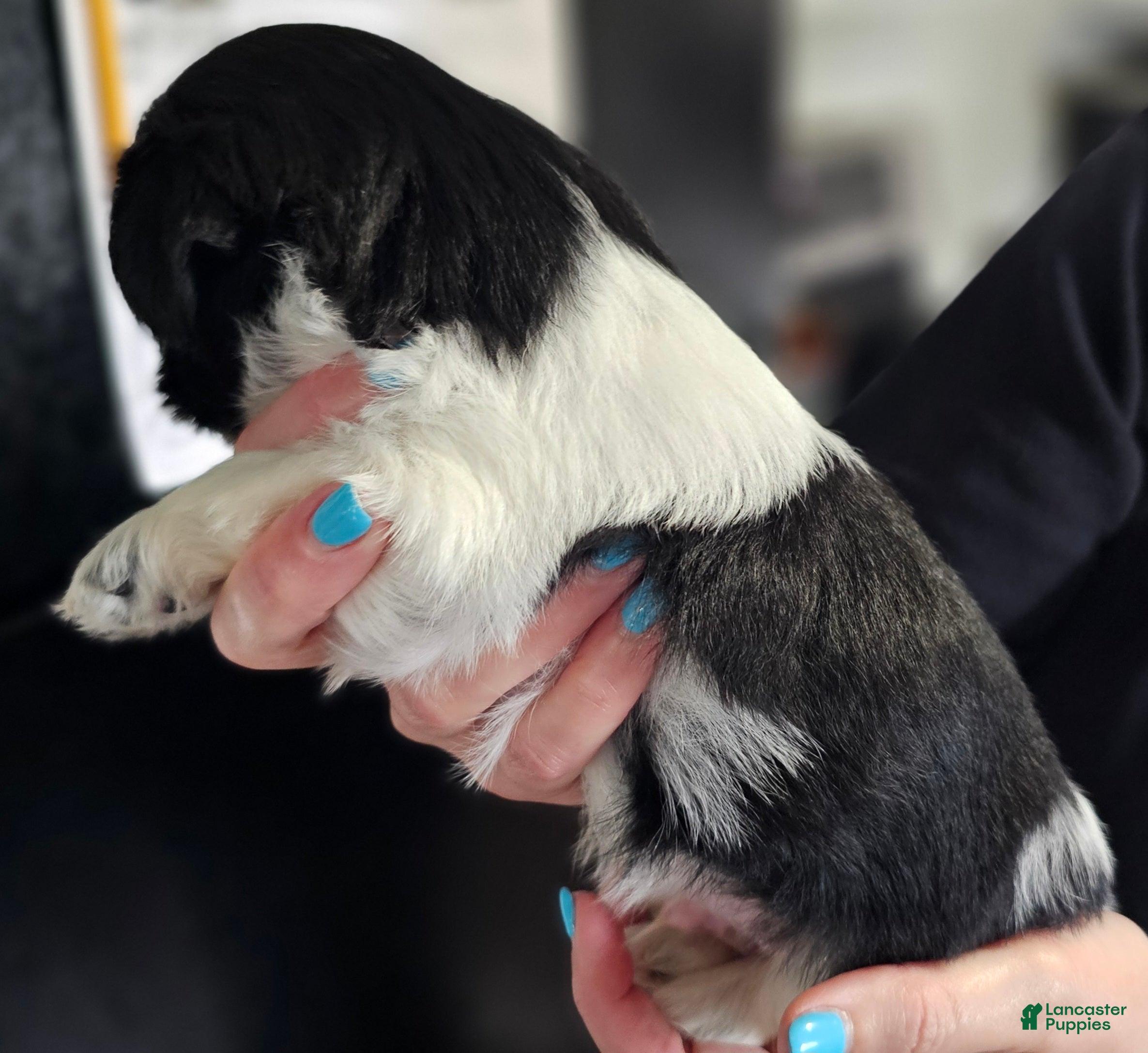 Teddy Bear dogs Woody - Ad 2