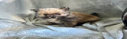 Pomeranian dogs for sale: TOBIS - Ad 1